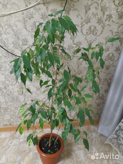 Бенджамина