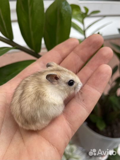 Джунгарские хомячки