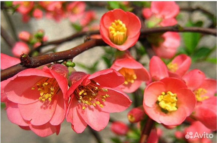 Айва японская саженцы