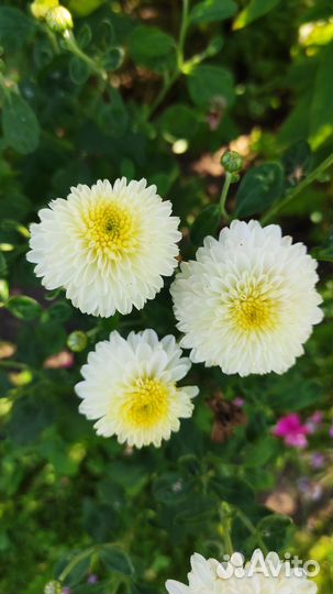 Хризантемы