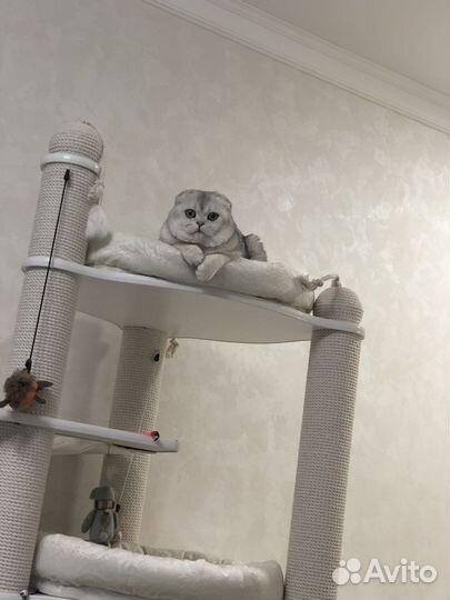 Шотландский вислоухий кот