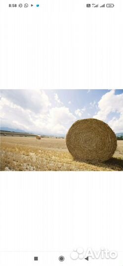 Сено в рулонах, и россыпью 2024