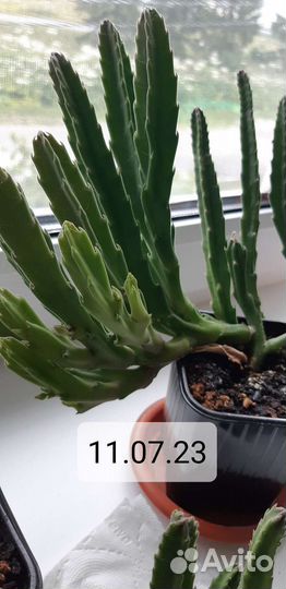 Стапелия Grandiflora