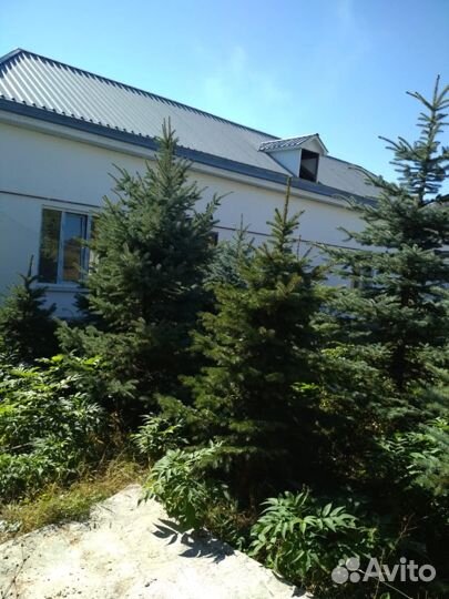 Ели голубые и серебристые