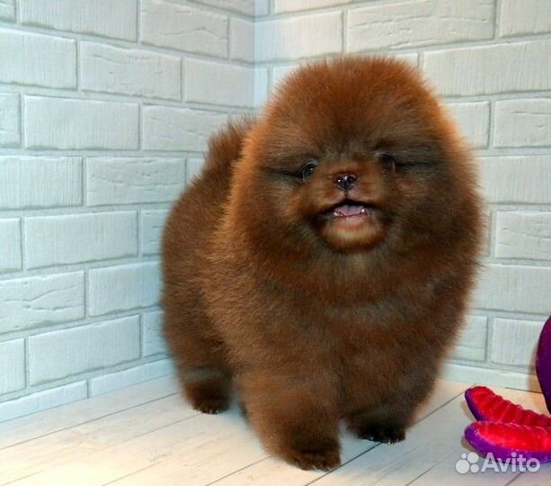 Померанский шпиц кукольныны малыши разных окрасов