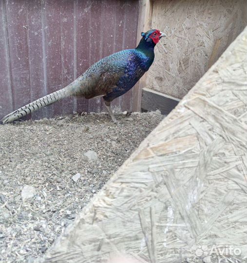 Семья румынских фазанов