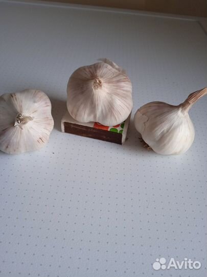 Чеснок на посадку и еду. Домашний, яровой