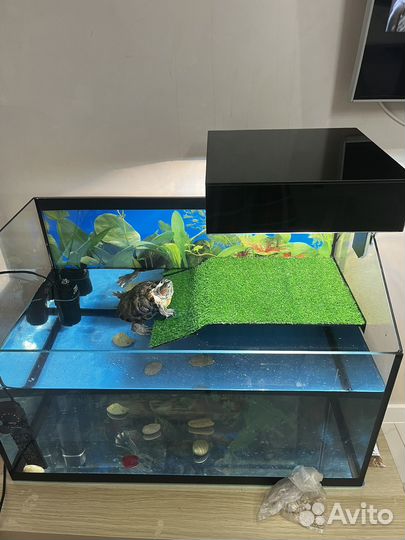 Аквариум черепашник