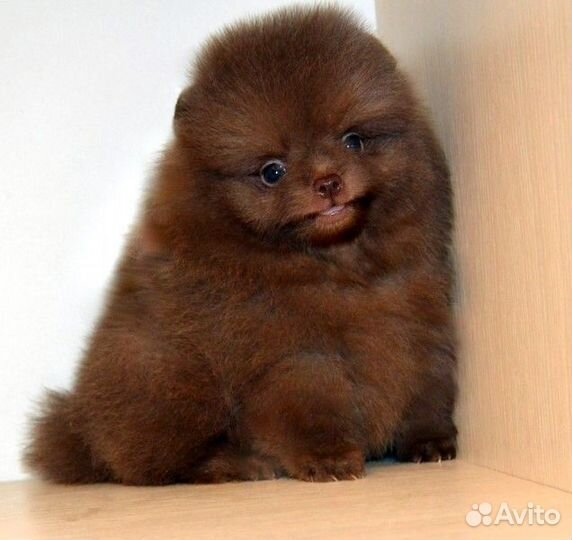 Померанский шпиц,медвежата разных окрасов