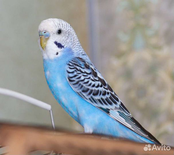 Птенцы волнистый попугай