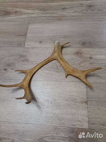 Рога оленя