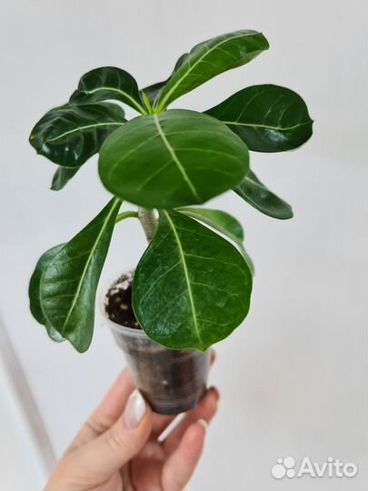 Черенки адениума