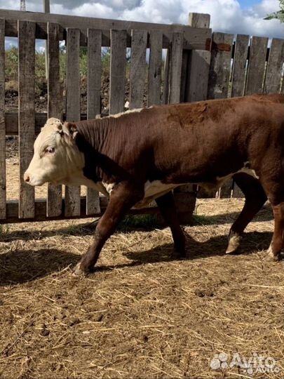 Бычки молодняк от 3 месяцев