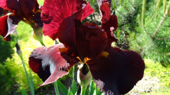 Ирисы
