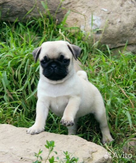 Щенки мопса