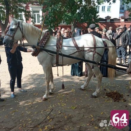 Катание на лошадях карета и лошадь для фотосессии