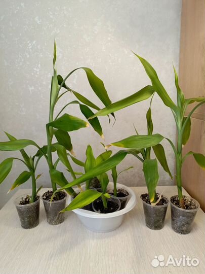 Бамбук комнатный или драцена Сандера