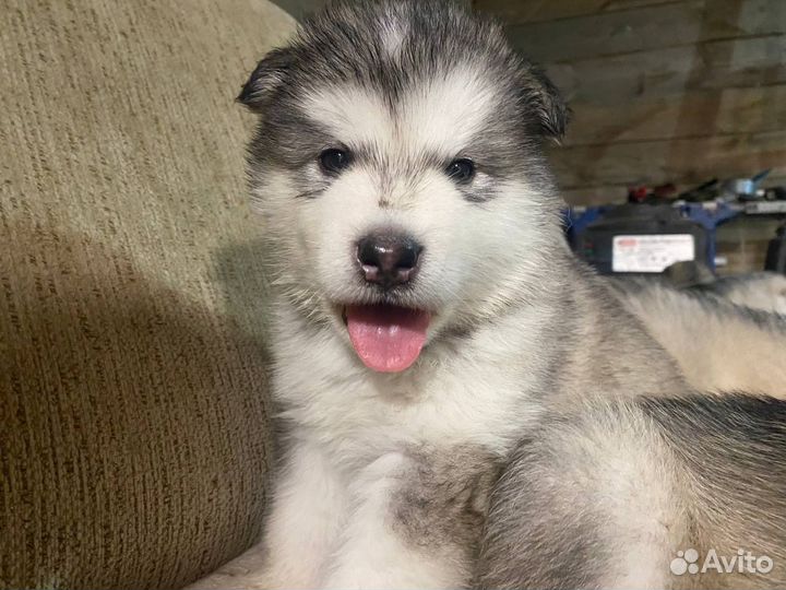 Аляскинский маламут