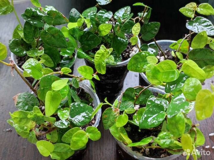 Фикус пумила