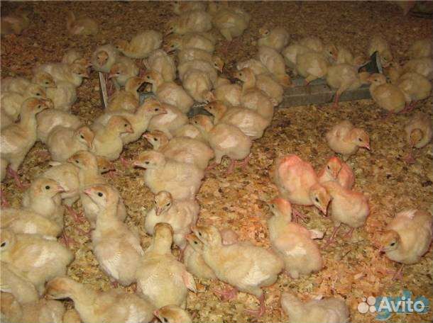 Индюшата суточные и подрощенные