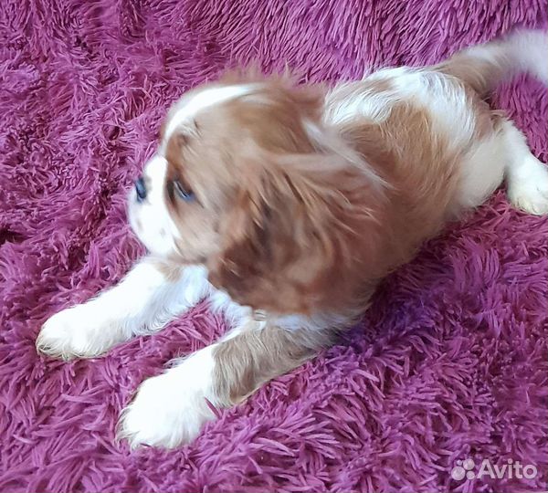 Кинг чарльз спаниель