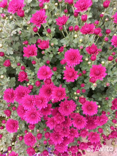 Хризантема