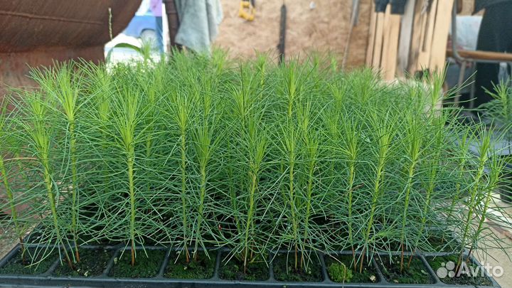 Сеянцы сосны обыкновенной зкс