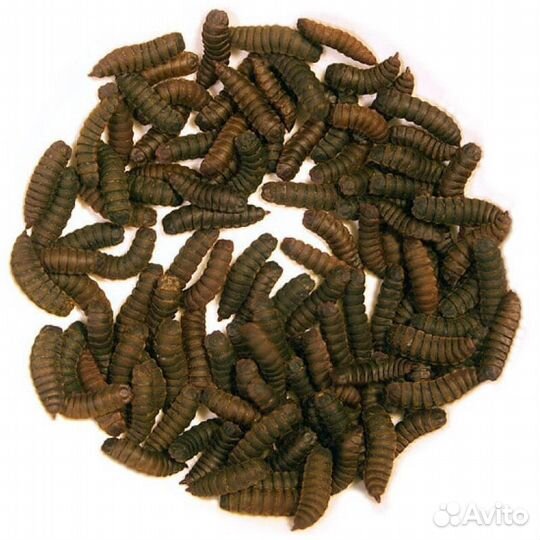 Кормовые насекомые