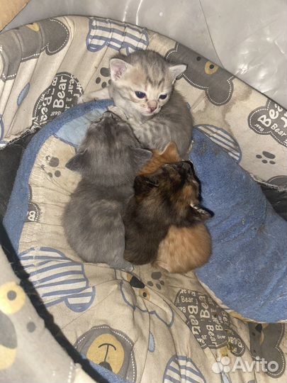 Котята в добрые руки