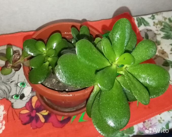 Крассула толстянка