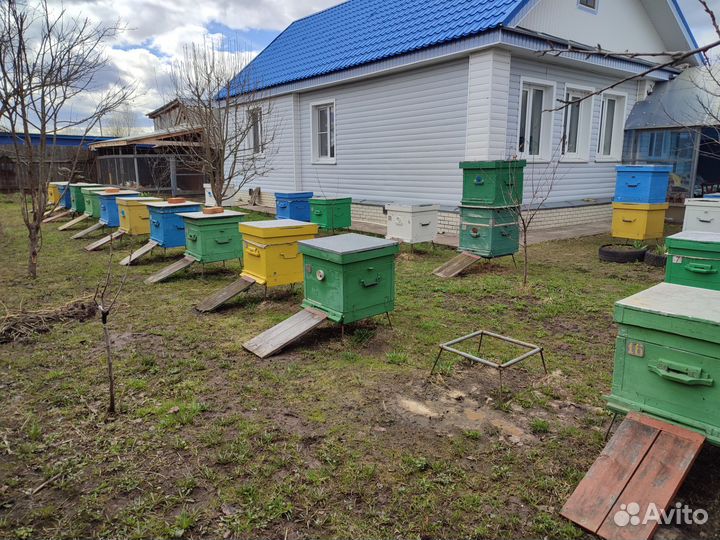 Улей с пчелами