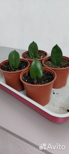 Замиокулькас