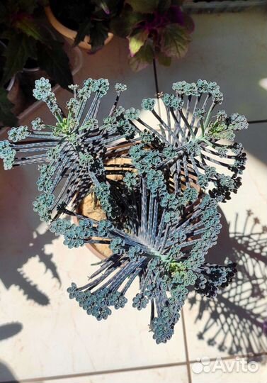 Комнатные растения, суккуленты