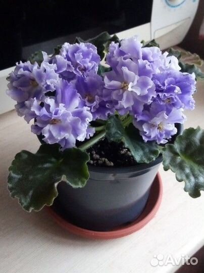 Фиалки сортовые