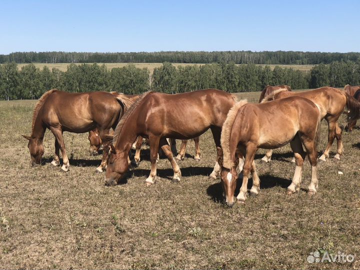 Кобылы Советские Тяжеловозы на племя