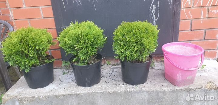 Туя Даника, Тини-тим