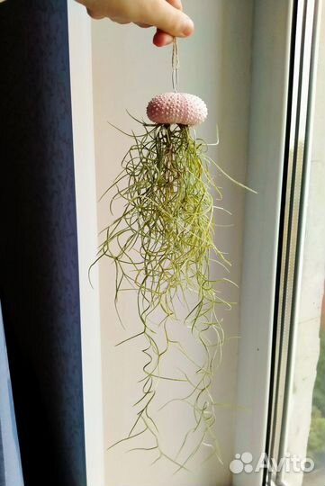 Тилландсия уснеевидная