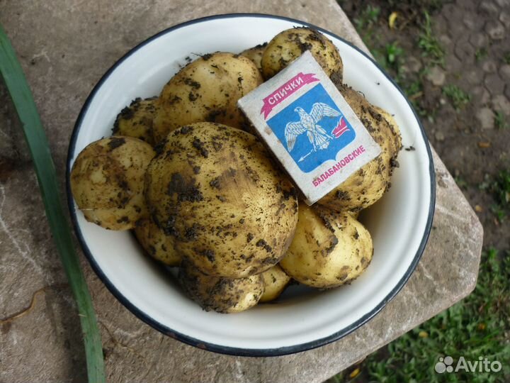 Картофель молодой домашний