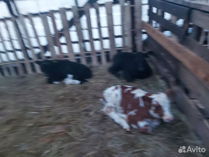 Бычки Ангус и айшир