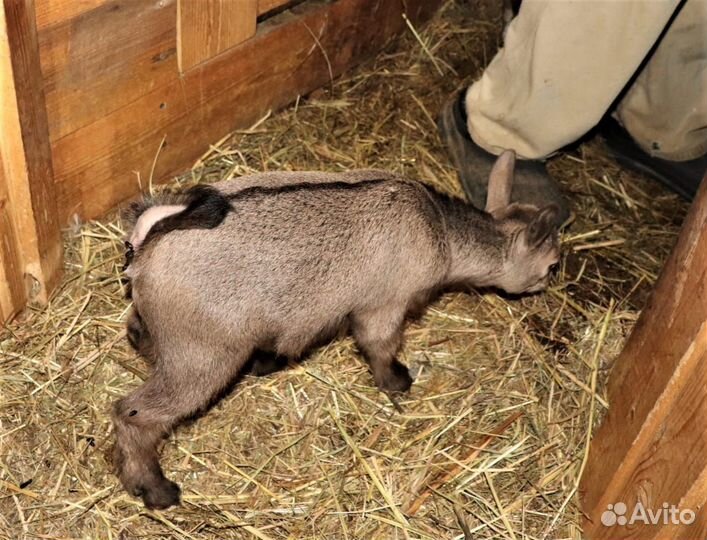 Камерунские козочки 6 мксяцев