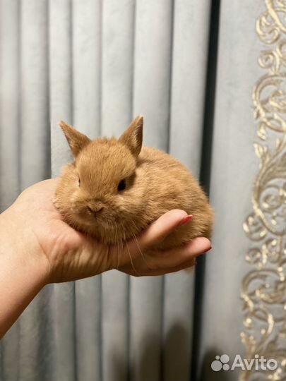 Кролики и домики