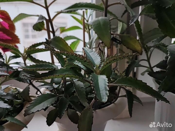 Каланхоэ (лечебный) -Дегремона