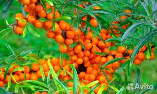 Облепиха саженцы