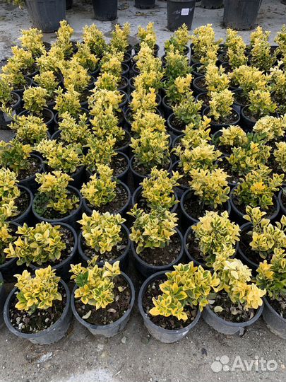 Бересклет японский аурея, декоративные растения