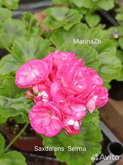 Пеларгония сортовая