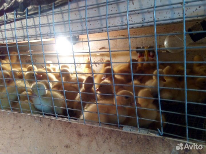 Суточные утята