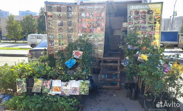 Саженцы сладкоплодной жимолости