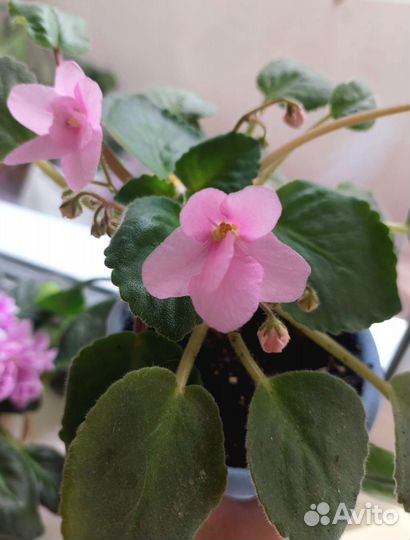 Фиалка в горшке