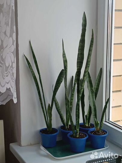 Сансевиерия/тещин язык/щучий хвост
