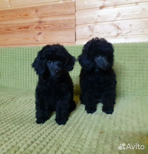 Миниатюрный пудель